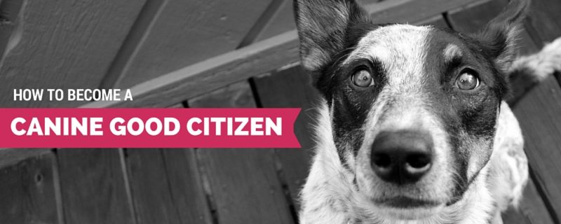 canine good citizen