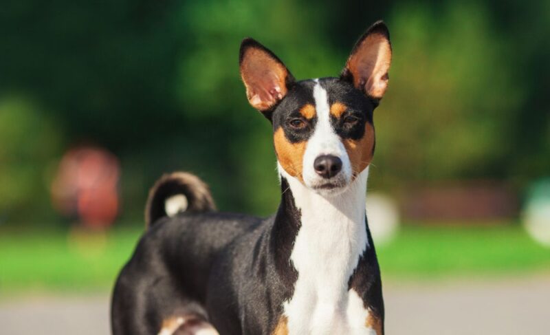 Basenji great mixes