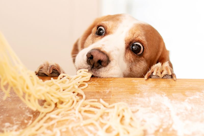 are carbs good for dogs