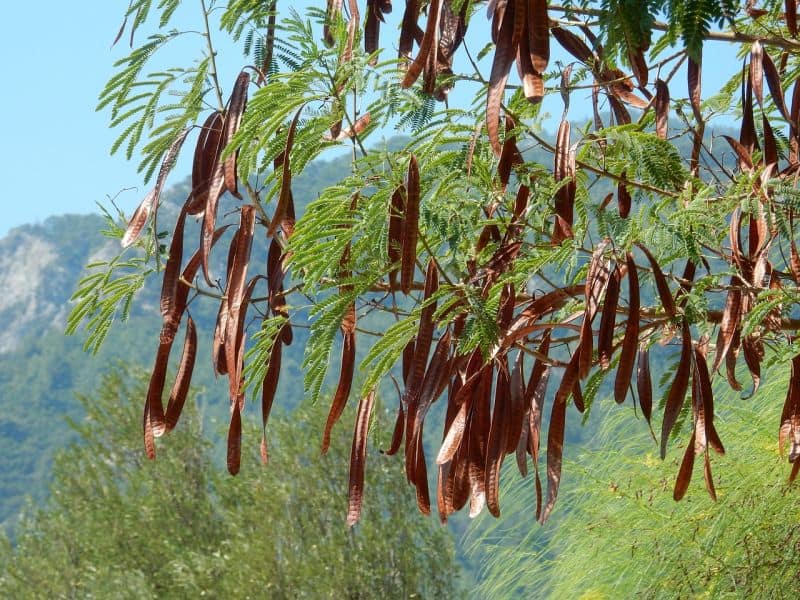 carob tree