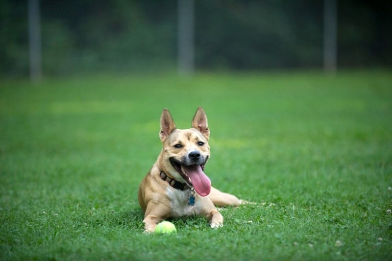 carolina dog