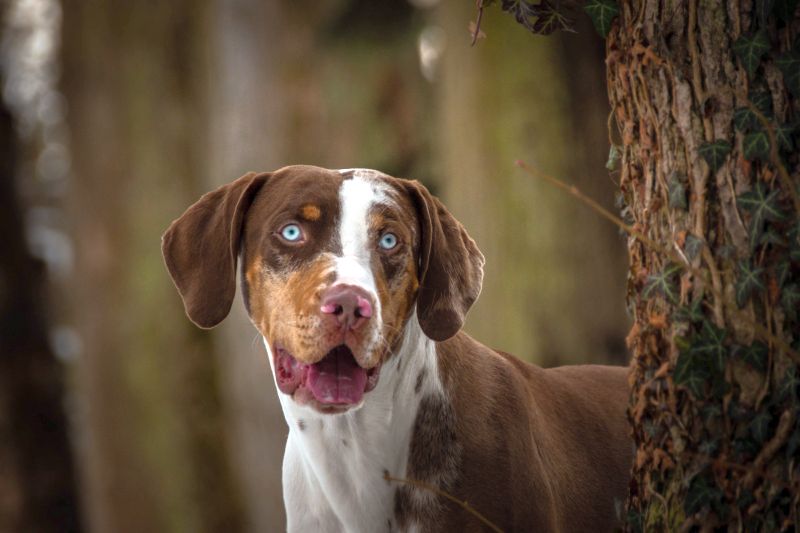 catahoula leopard dog basics