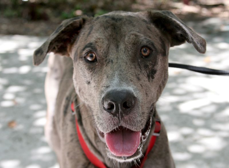 Catahoula Leopard combo pups