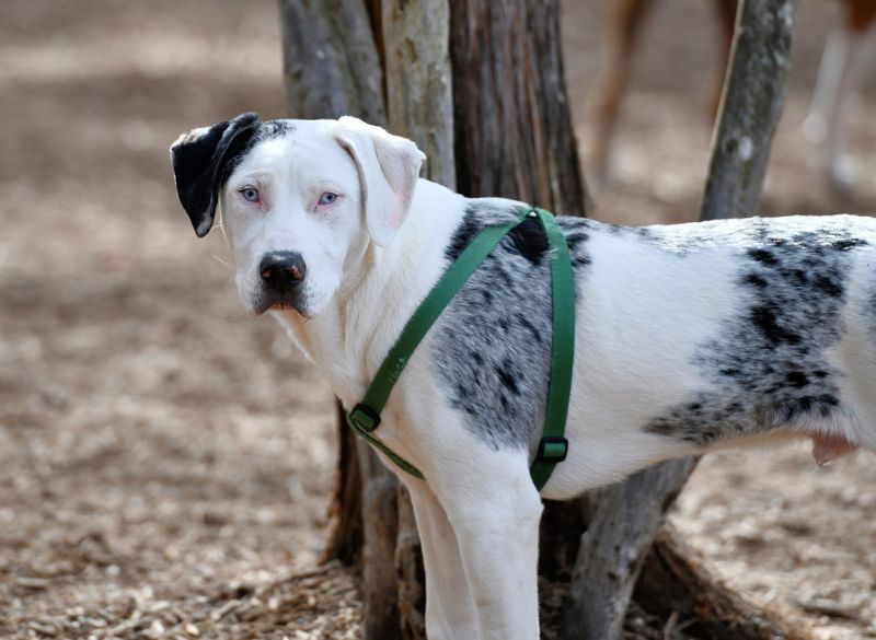 Catahoula Leopard combo pups