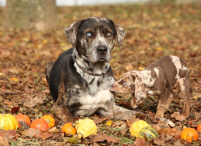 Catahoula Leopard combo pups