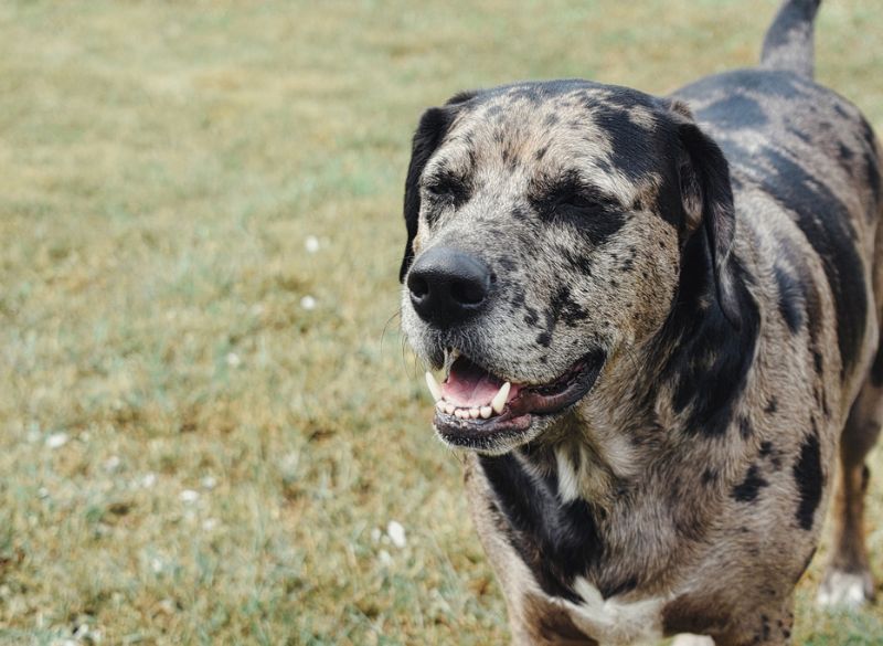 Catahoula cute mixes