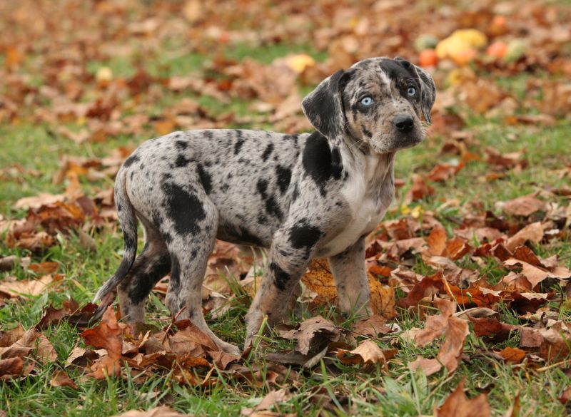 Catahoula Leopard combo pups