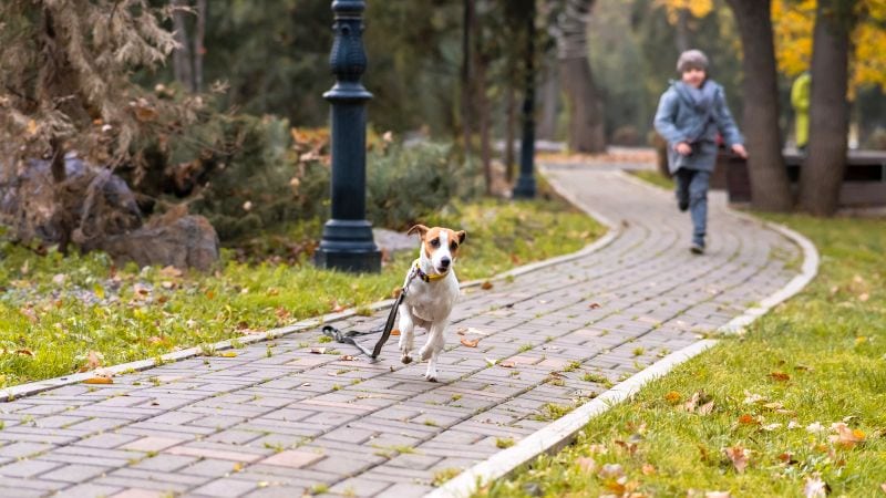 catching a runaway dog