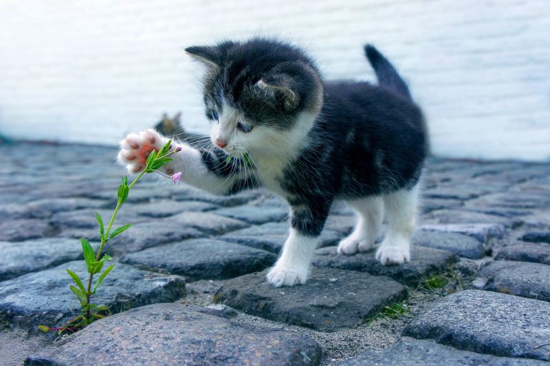 cats that'll get along with dogs