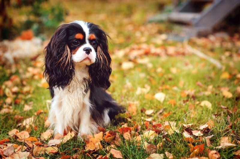 Cavalier King Charles