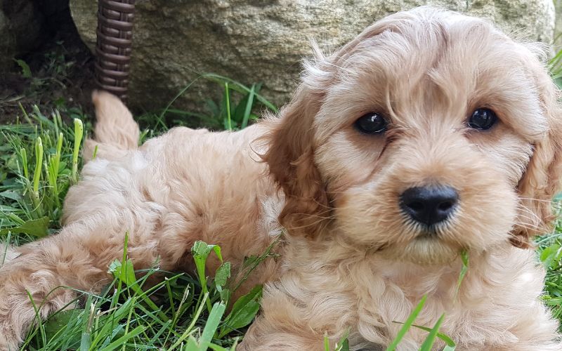 Cavapoo