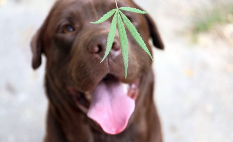 Dogs enjoying 420 holiday