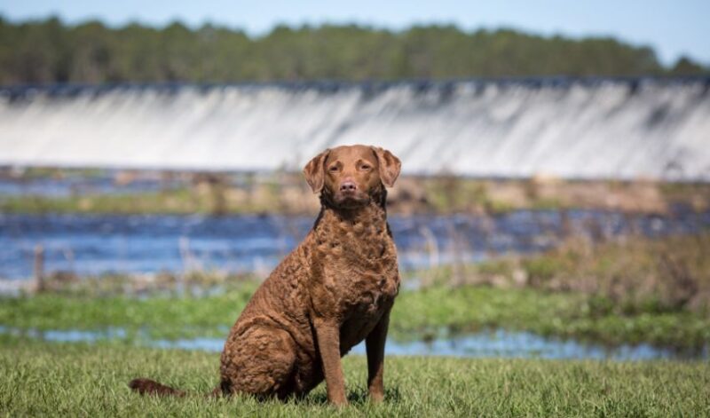 chesapeake bay retriever