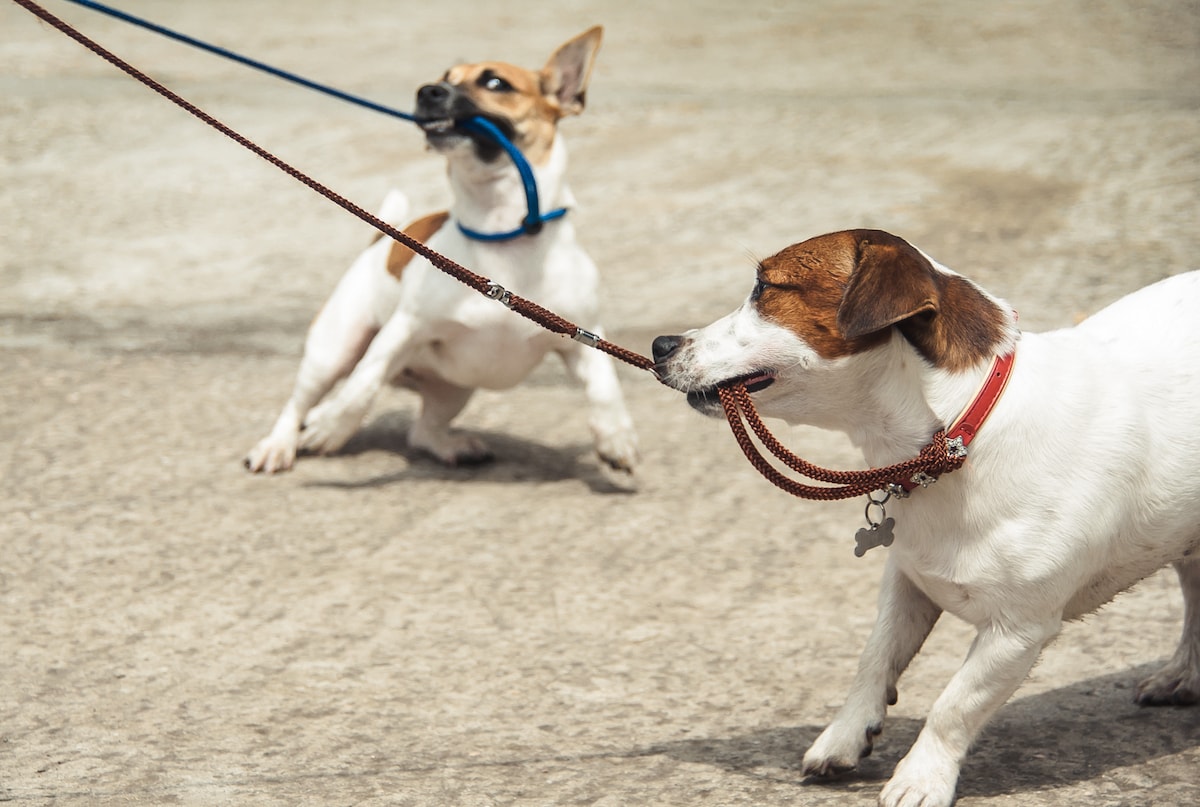 chewproof-dog-leash