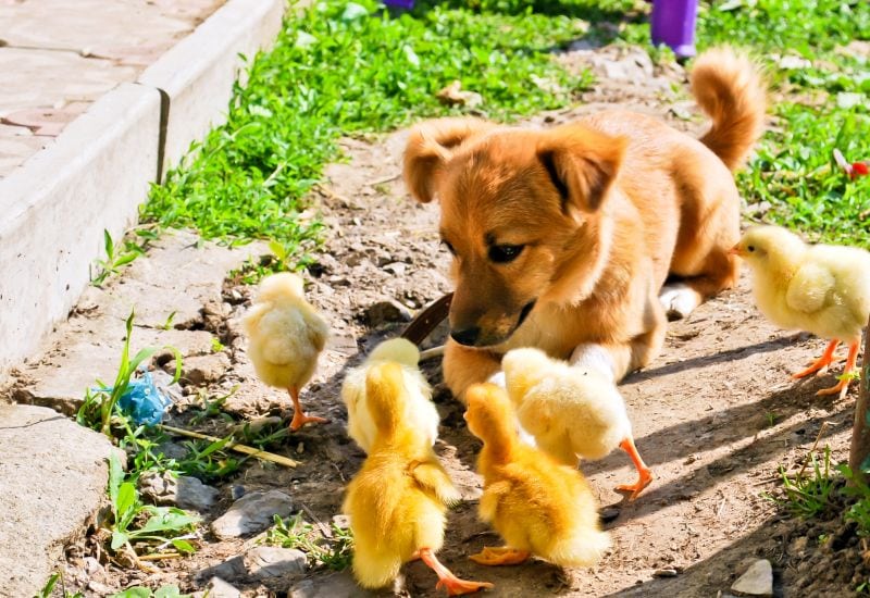 dogs who kill chickens