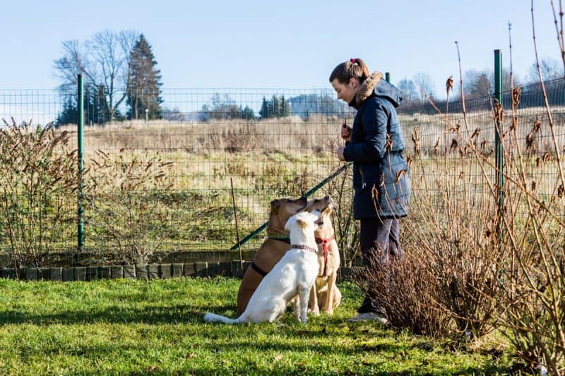 choosing a dog trainer