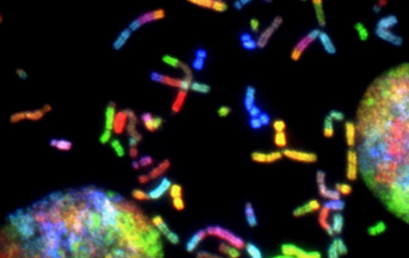 canine chromosomes