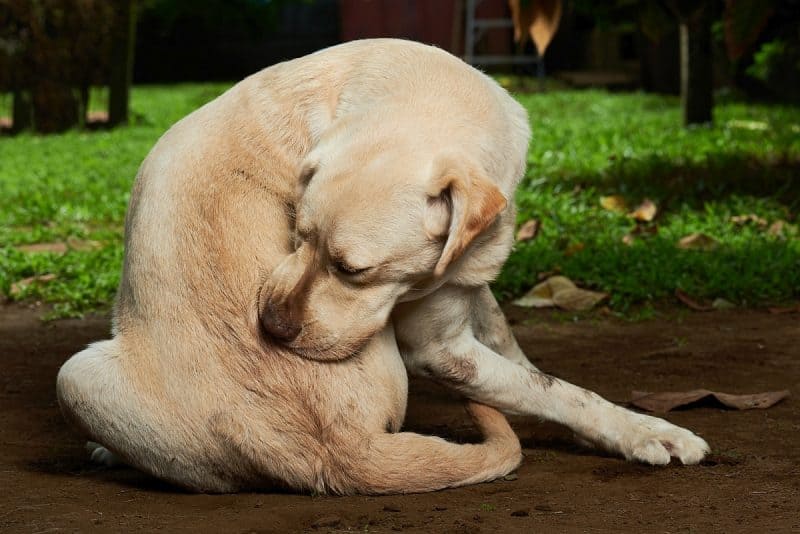 giving claritin to a dog