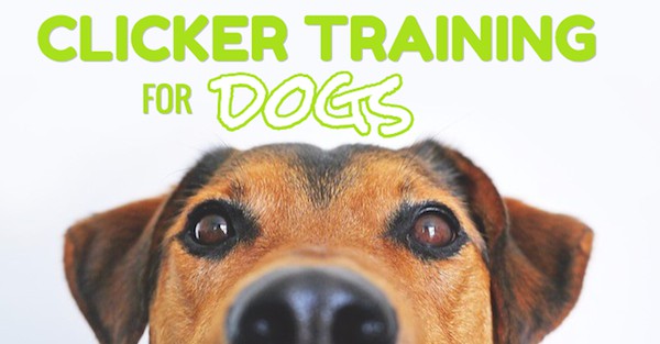 clicker training for dogs