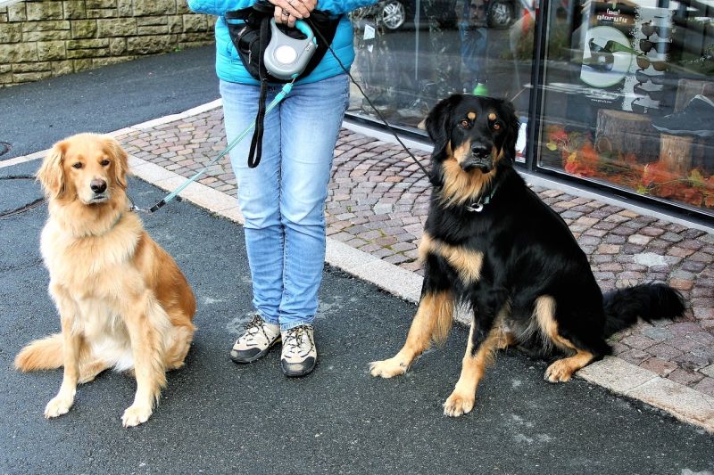 dog walking with a friend