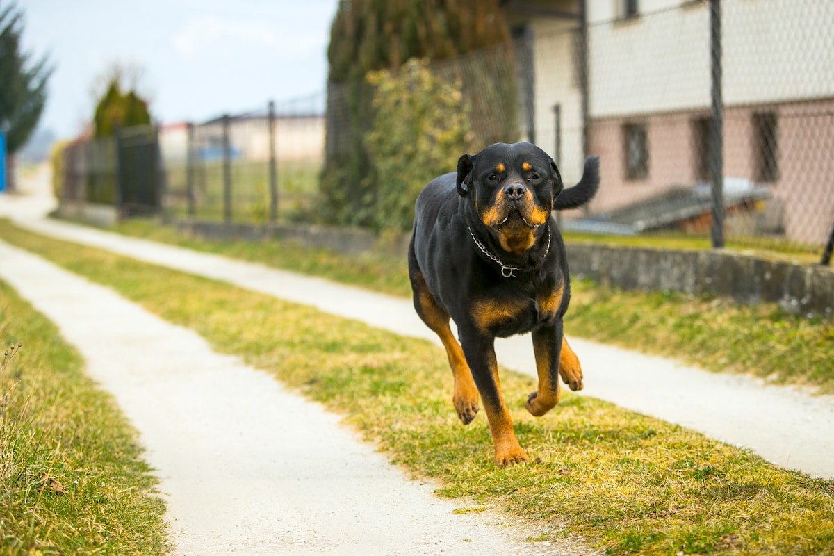 teach dog to come when called