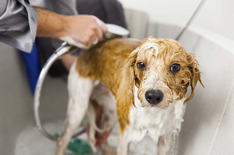 Best Conditioner for Dogs