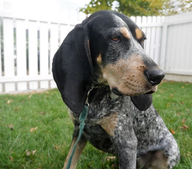 coonhound training