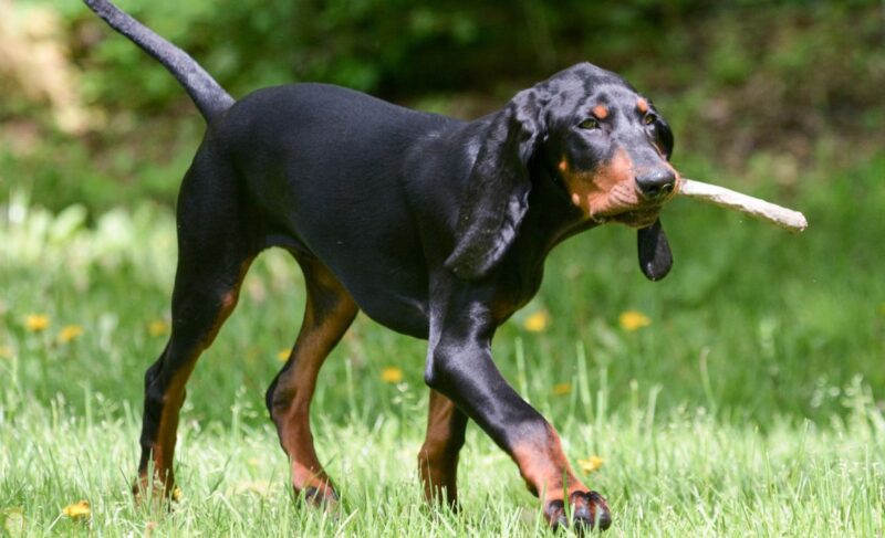 Coonhound with a stick in mouth