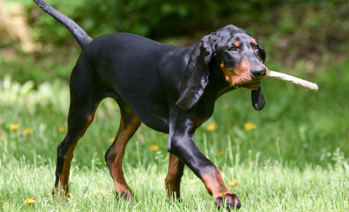 Coonhound with a stick in mouth