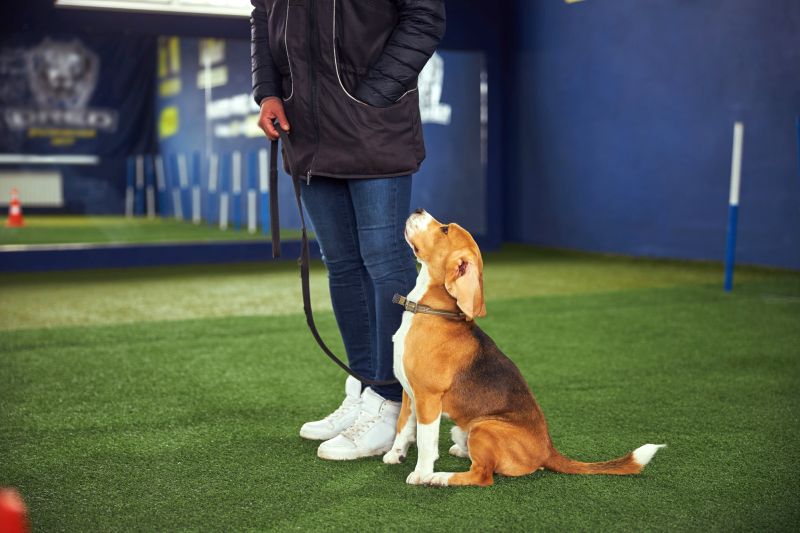 consistency in dog training