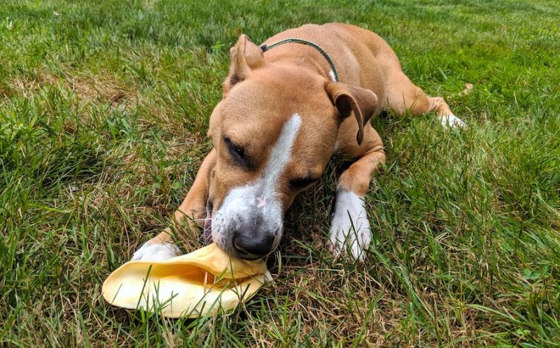 cow-ears-for-dogs