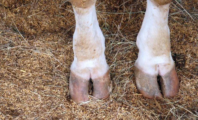 Cow Hooves for Dogs