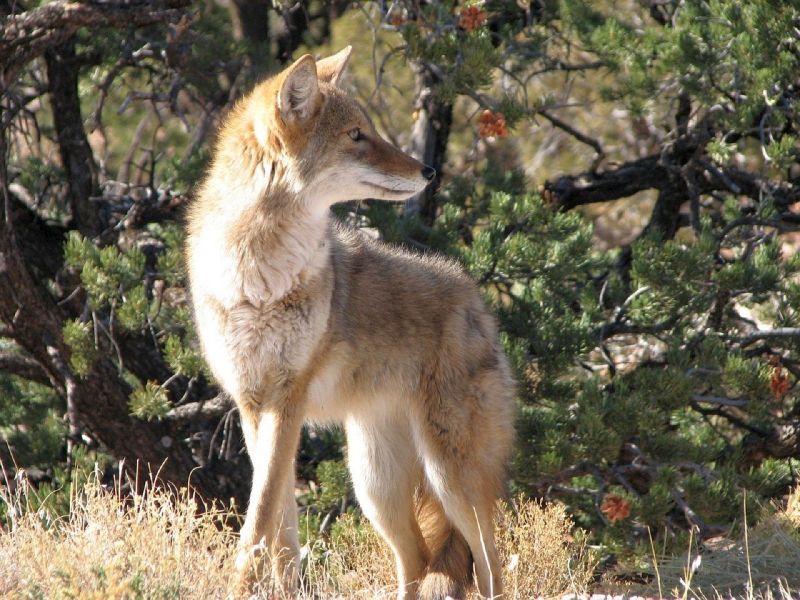 coyote habitat