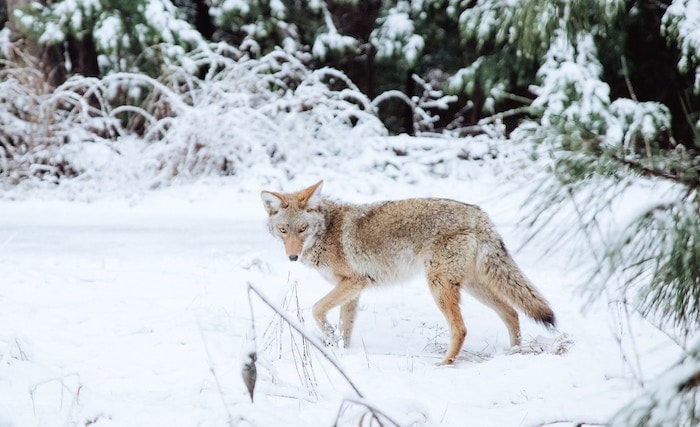 coyote in snow