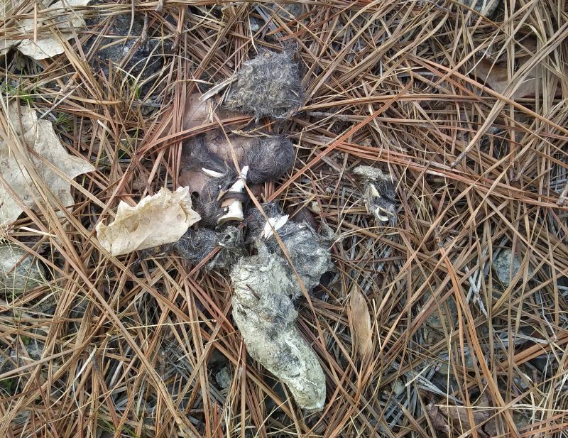 Coyote Poop