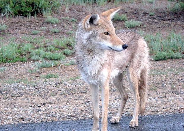 coyote spotting