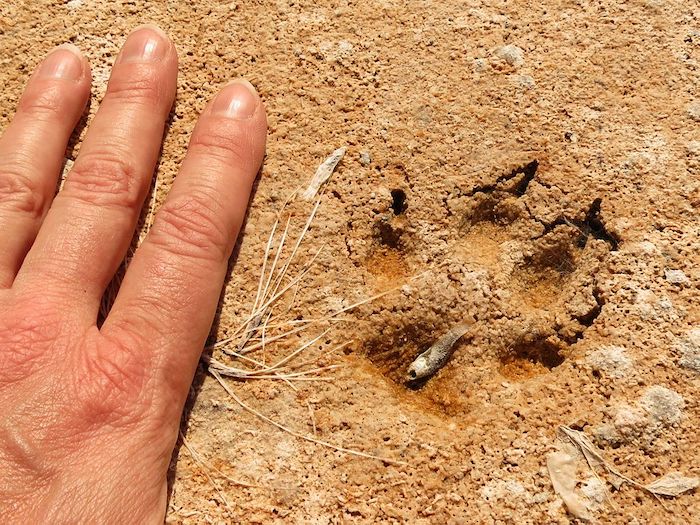 coyote tracks