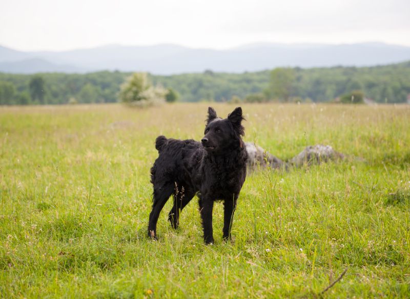 Croatian Sheepdog with Rear Dewclaws