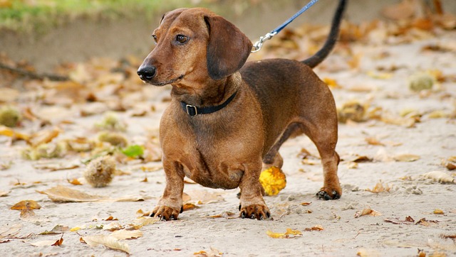 dachshund