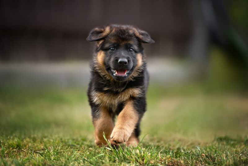 Best Joint Supplements for Puppies