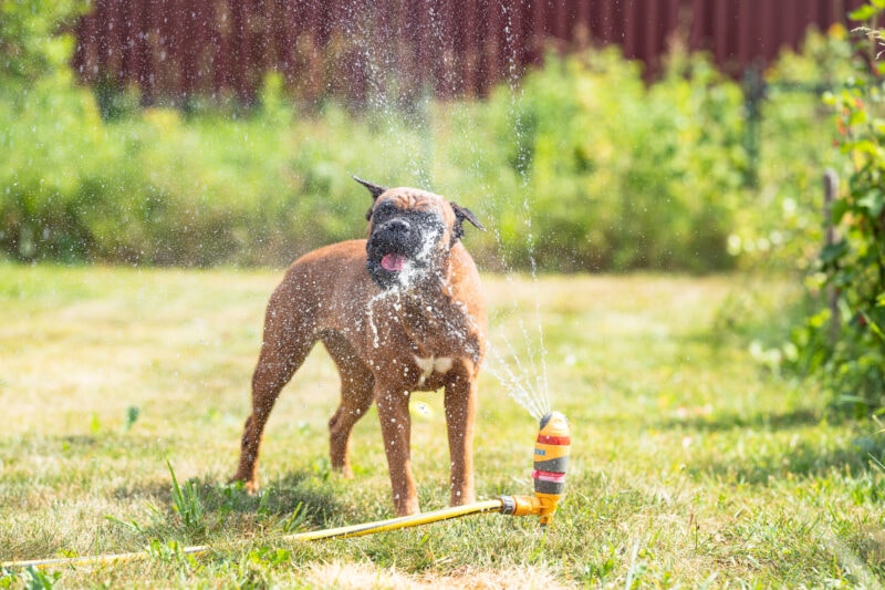 DIY playground for dogs