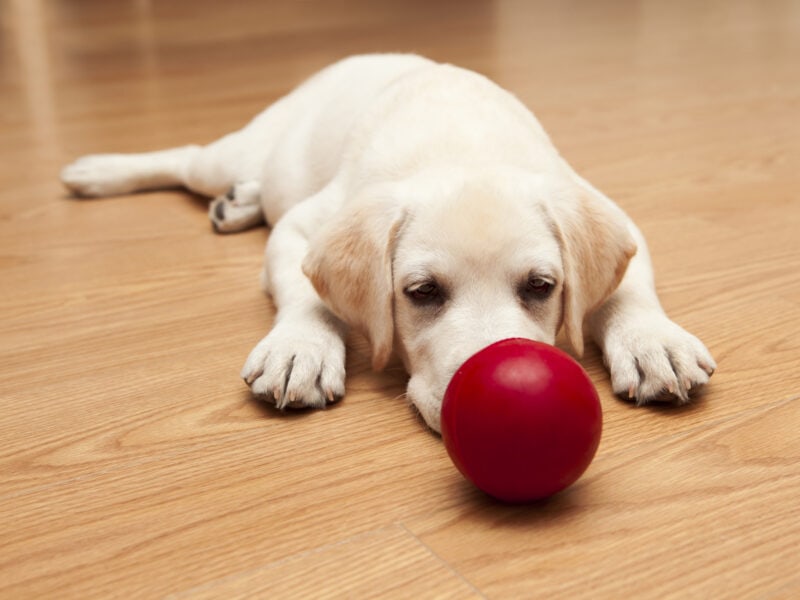 playing with puppy