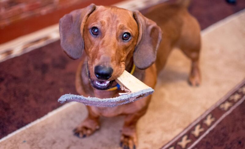 destructive chewing in dogs