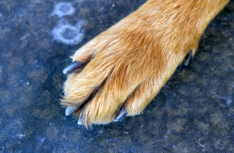 dewclaws in dogs