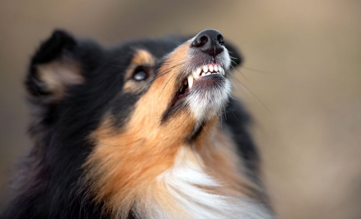 Types of Dog Growls