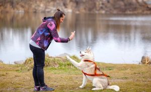 Types of dog training