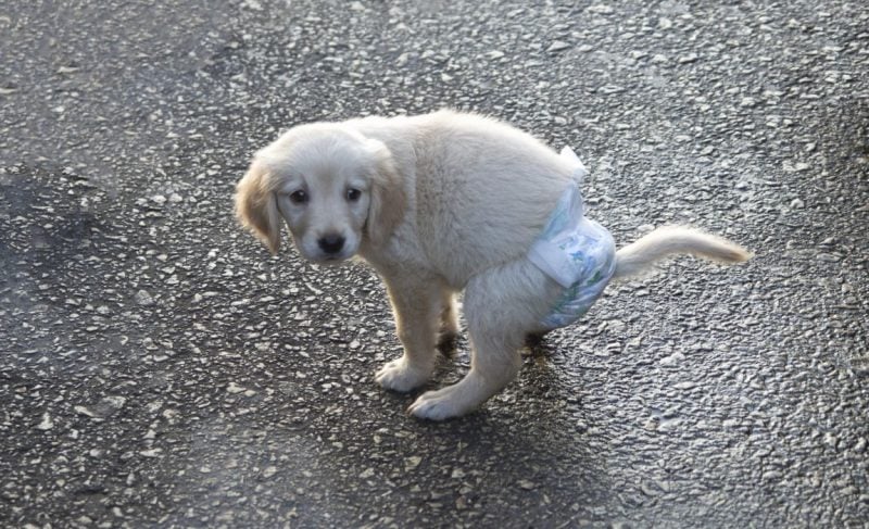 DIY dog diaper