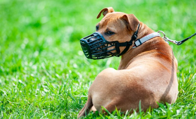 Dog Muzzle DIY