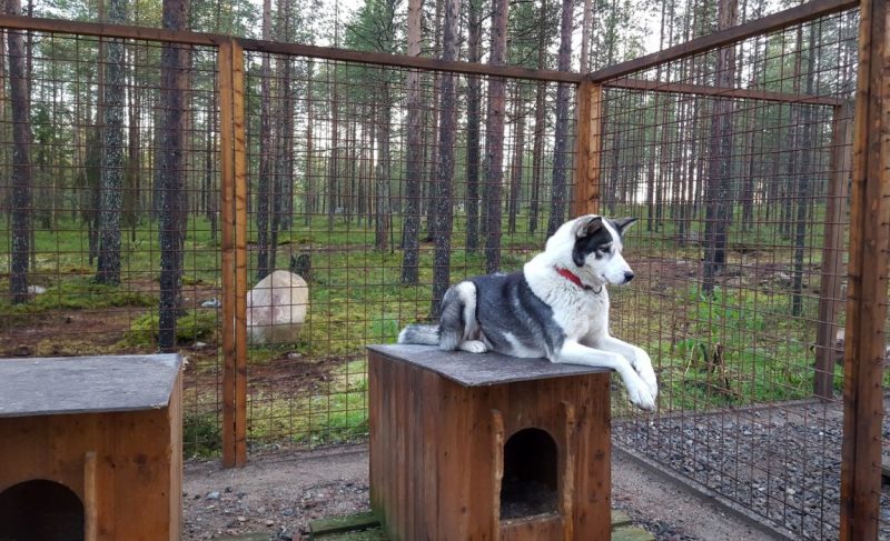 Build your own dog pen