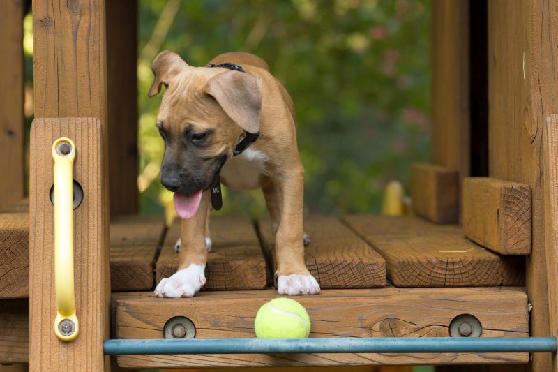 dog playground DIY